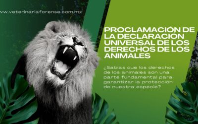La importancia de la Declaración Universal de los Derechos de los Animales en la protección de nuestras especies
