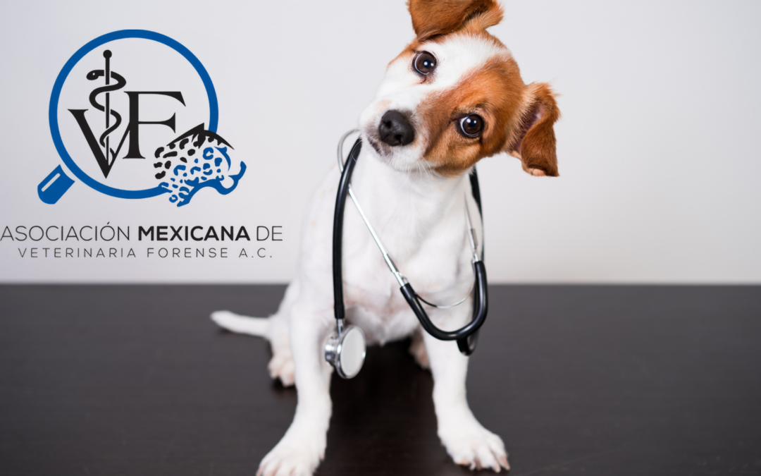 La Asociación Mexicana de Veterinaria Forense: Un Compendio de Innovación y Profesionalismo